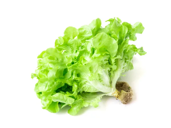 Insalata di lattuga verde fresca vegetale su sfondo bianco — Foto Stock