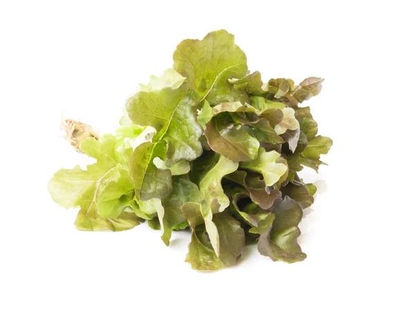 Insalata di lattuga viola fresca vegetale su sfondo bianco — Foto Stock