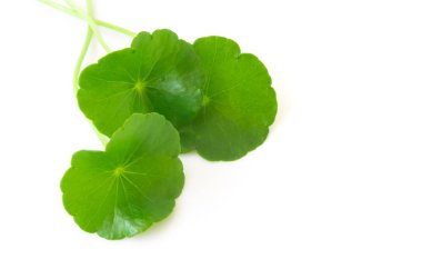 Gotu kola, Asya pennywort, beyaz arka plan üzerinde Hint pennywort tatlı yaprak