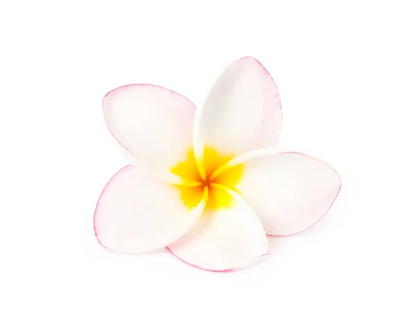 Sweet pink plumeria on white blackground — Stock Photo, Image