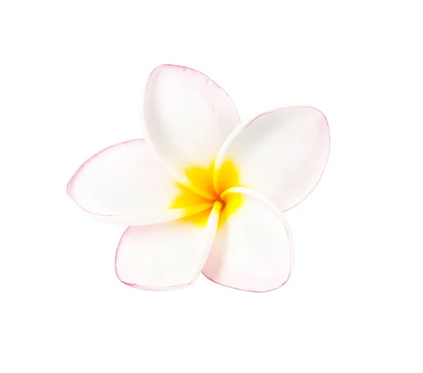 Sweet pink plumeria isolate on white blackground Stock Picture