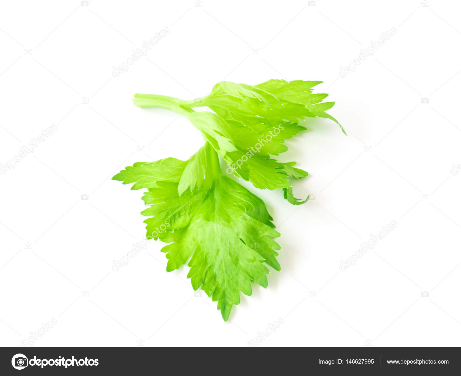 白い背景に 健康食品の新鮮なセロリの葉野菜 ストック写真 C Mraoraor