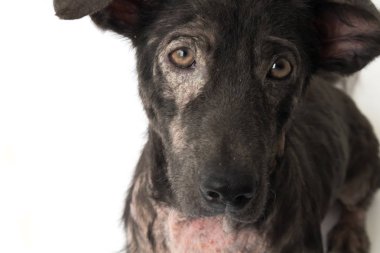 Köpek hasta Lepra cilt sorunu beyaz arka plan ile tatlı yüzü
