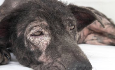 Köpek hasta Lepra cilt sorunu beyaz arka plan ile tatlı yüzü