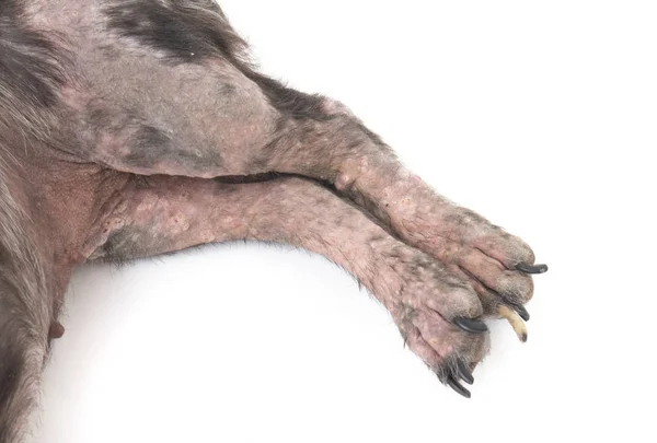 Gambe di primo piano di cane malato di lebbra problema della pelle con sfondo bianco — Foto Stock