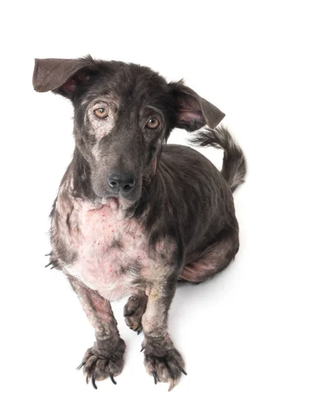 Kutya beteg lepra bőr probléma-val fehér háttér — Stock Fotó