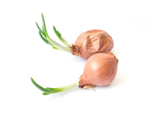 Fresh spring onion on white background — Stock Photo, Image