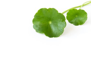 Gotu kola 'nın yakın çekim yaprağı, Asya pennywort' u, beyaz arka planda Hint pennywort 'u, bitki ve tıbbi konsept