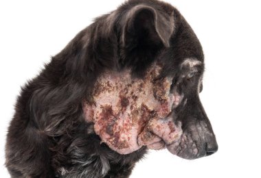 Köpek hasta Lepra cilt sorunu beyaz arka plan ile tatlı yüzü