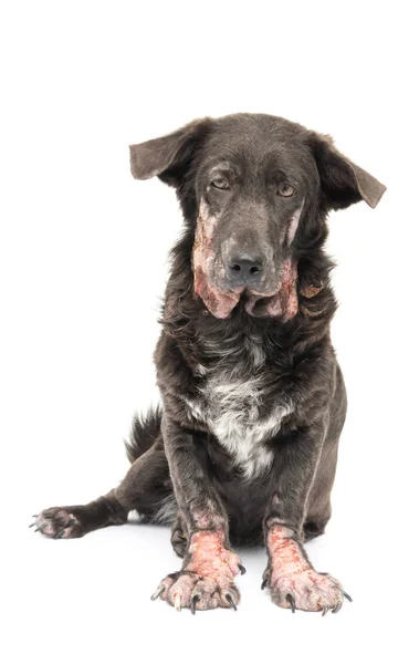 Pes nemocný malomocenství kožní problém s bílým pozadím — Stock fotografie
