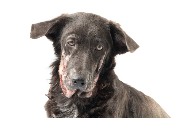 Closeup tvář pes nemocný malomocenství kožní problém s bílým pozadím — Stock fotografie