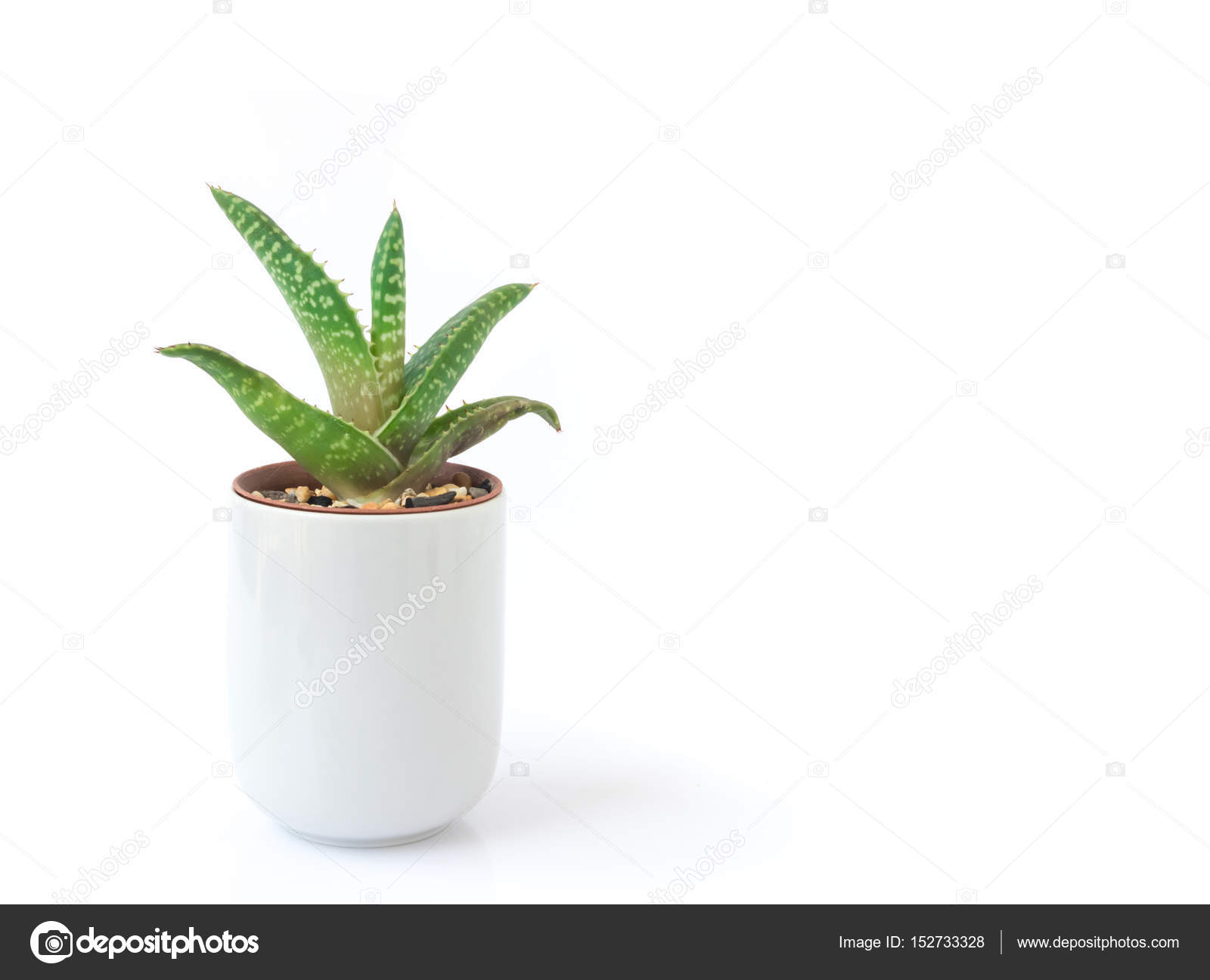 Closeup Aloe Vera Plant In Pot On White Background Stock Photo