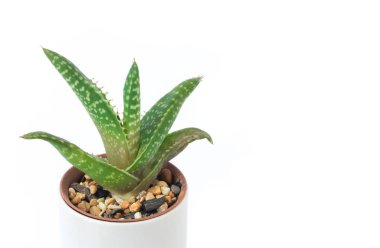 Closeup aloe vera bitki tencerede beyaz arka plan üzerinde