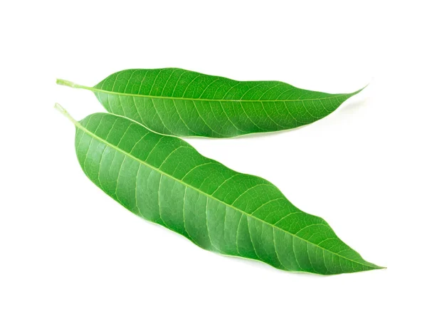 Mango leaf op witte achtergrond — Stockfoto