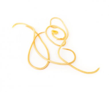 Helminthiasis Toksokara büyük köpek (köpek yuvarlak kurt olarak da bilinir) veya beyaz arka planda, seçici odak küçük köpek üzerinden asalak solucanlar