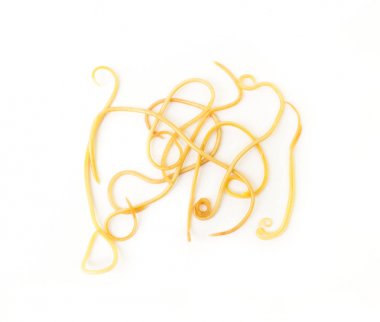 Helminthiasis Toksokara büyük köpek (köpek yuvarlak kurt olarak da bilinir) veya paraziter küçük köpek beyaz arka plan, evde beslenen hayvan sağlık kavramı üzerinde solucanlar