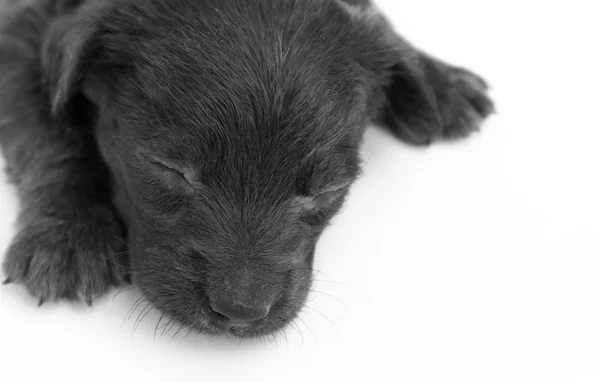 Closeup špinavé dítě pes spí na bílém pozadí, Selektivní ostření — Stock fotografie