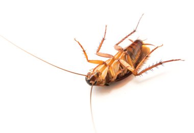 Closeup Hamam böceği böcek ilacı ürün konsepti, seçici odak için beyaz arka plan üzerinde