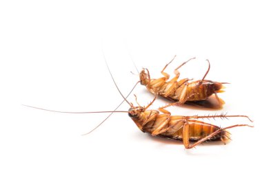 Closeup Hamam böceği böcek ilacı ürün konsepti, seçici odak için beyaz arka plan üzerinde