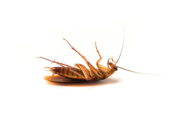 Closeup κατσαρίδα σε άσπρο φόντο για εντομοκτόνο προϊόν έννοια, επιλεκτική εστίαση — Φωτογραφία Αρχείου
