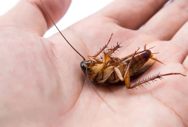 Closeup κατσαρίδα στο χέρι για εντομοκτόνο προϊόν έννοια, επιλεκτική εστίαση — Φωτογραφία Αρχείου