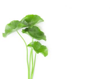 Gotu kola, Asya pennywort, Hint pennywort o tatlı yaprak