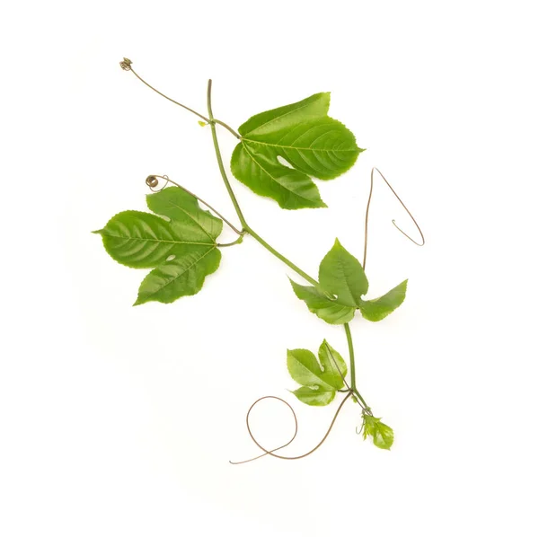 Zielone liście i nawias klamrowy z marakui na białym tle — Zdjęcie stockowe