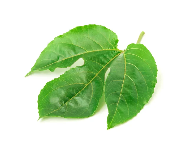 Πράσινα φύλλα από φρούτα του πάθους σε λευκό φόντο — Φωτογραφία Αρχείου