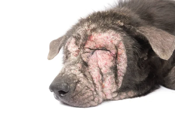 Närbild ansikte av hund sjuk spetälska hudproblem med vit backgro — Stockfoto