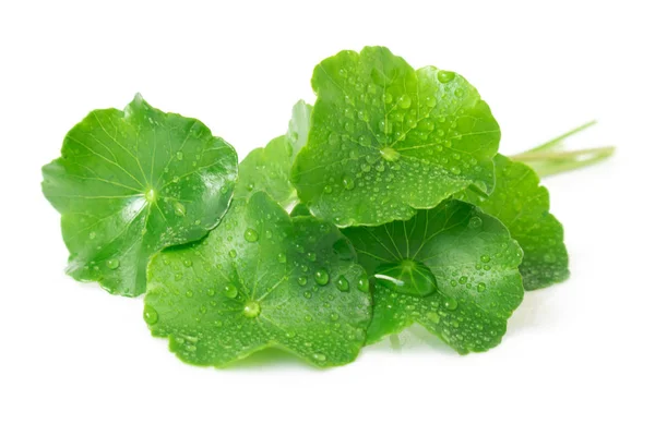 Folha de close-up de Gotu kola, Pennywort asiático, Pennywort indiano o — Fotografia de Stock