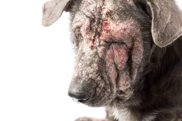 Wajah dekat anjing sakit kusta masalah kulit dengan latar belakang putih, fokus selektif — Stok Foto