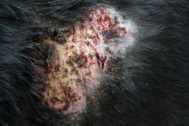 Tatlı köpek hasta Lepra cilt sorunu beyaz arka plan ile