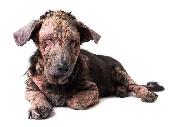 Anjing closeup sakit kusta masalah kulit dengan latar belakang putih — Stok Foto