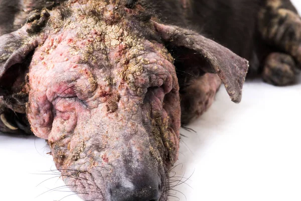 Anjing closeup sakit kusta masalah kulit dengan latar belakang putih — Stok Foto
