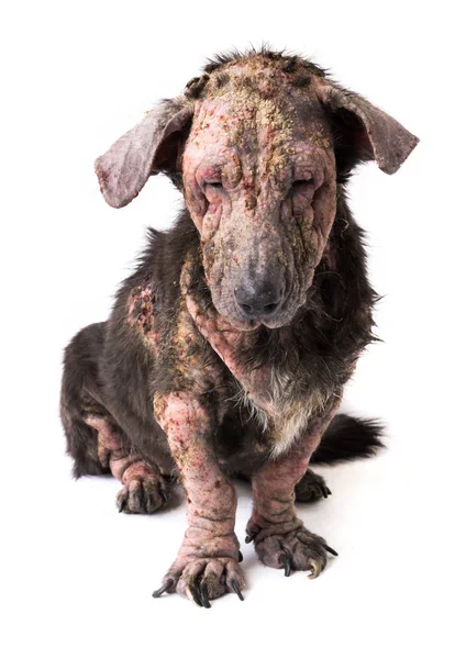 Tatlı köpek hasta Lepra cilt sorunu beyaz arka plan ile