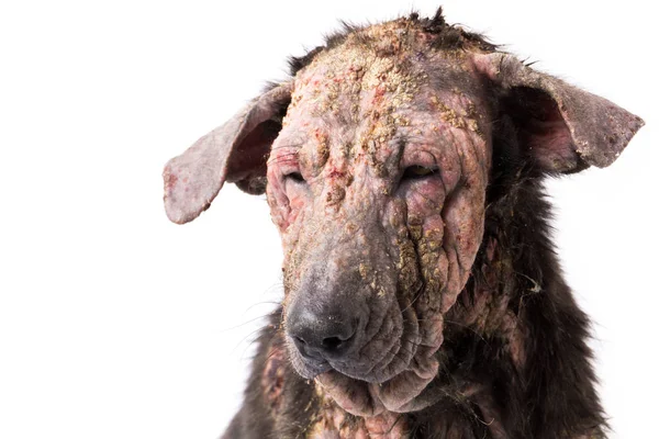 Nahaufnahme Hund krank Lepra Hautproblem mit weißem Hintergrund — Stockfoto