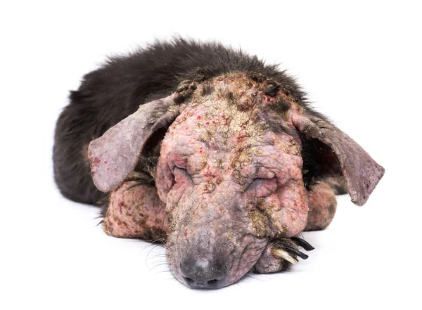 Nahaufnahme Hund krank Lepra Hautproblem mit weißem Hintergrund — Stockfoto