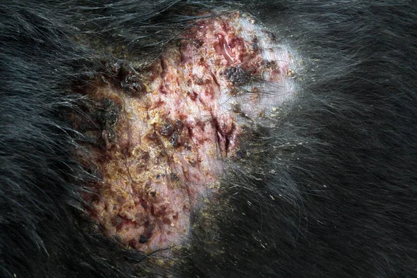 Tatlı köpek hasta Lepra cilt sorunu beyaz arka plan ile