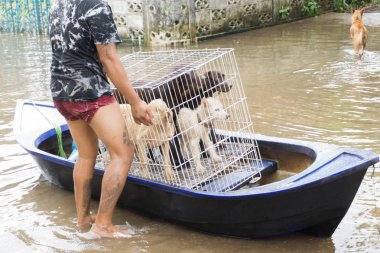 SAKON NAKHON, THAILAND - JULY 29, 2017 : Young man moving dogs with boat form flood water clipart