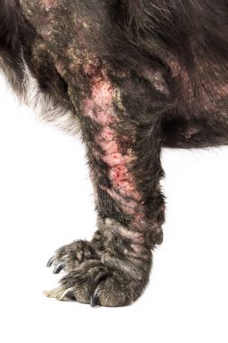 Köpek hasta Lepra cilt sorunu beyaz arka plan ile portre bacakları