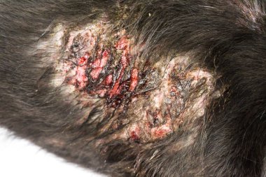 Tatlı köpek hasta Lepra cilt sorunu beyaz arka plan ile