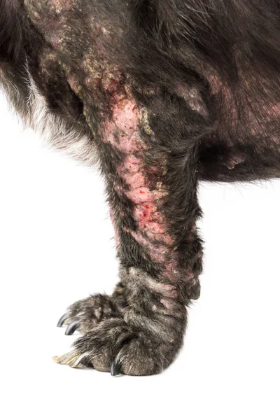 Köpek hasta Lepra cilt sorunu beyaz arka plan ile portre bacakları