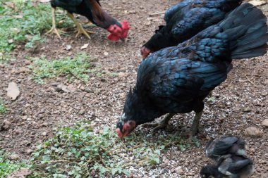 Bahçede pirinç yemek yeme tavuk