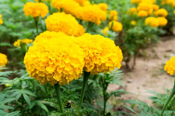 Closeup yellow marigold flowers in garden, selective focus — Stock Photo, Image