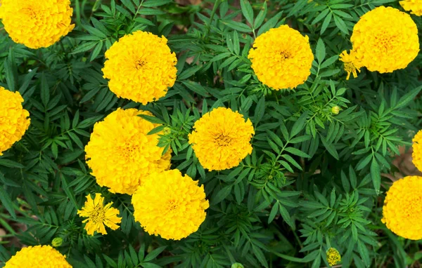 Closeup top view yellow marigold flowers in garden, selective fo — Stock Photo, Image