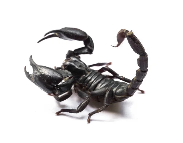 Skorpion na białym tle, jadowitych zwierząt — Zdjęcie stockowe