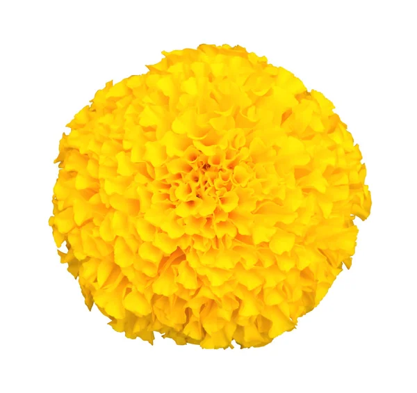 Yellow marigold flower isolated on white background with clippin — Stock Photo, Image