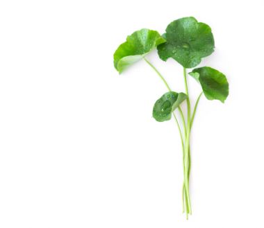 Gotu kola, Asya pennywort, Hint pennywort o tatlı yaprak