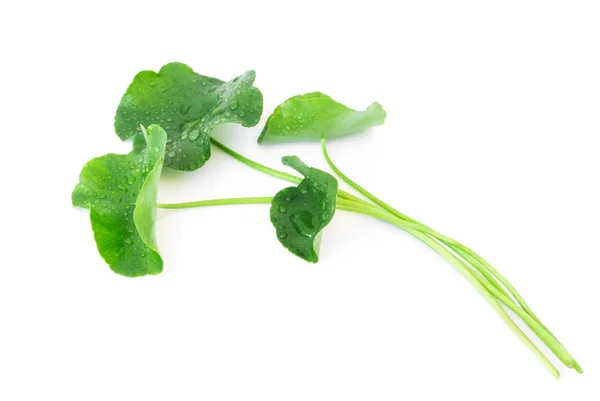 Hoja de primer plano de Gotu kola, pennywort asiático, pennywort indio sobre fondo blanco con gota de agua, hierba y concepto médico — Foto de Stock