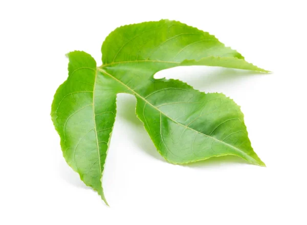 Gröna blad av passionsfrukt på vit bakgrund — Stockfoto